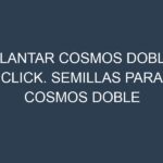 Plantar Cosmos Doble Click. Semillas para Cosmos Doble Click. Enfermedades Cosmos Doble Click.