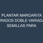 Plantar Margarita Prados Doble Variada. Semillas para Margarita Prados Doble Variada. Enfermedades Margarita Prados Doble Variada.