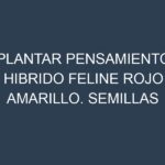 Plantar Pensamiento Hibrido Feline Rojo Amarillo. Semillas para Pensamiento Hibrido Feline Rojo Amarillo. Enfermedades Pensamiento Hibrido Feline Rojo Amarillo.