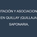 Rotación y Asociaciones en Quillay (Quillaja saponaria, soapbark tree). Estrategias de rotación y Beneficios de las asociaciones de cultivos.