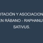 Rotación y Asociaciones en Rábano – Raphanus sativus. Estrategias de rotación y Beneficios de las asociaciones de cultivos.