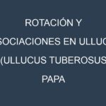 Rotación y Asociaciones en Ulluco (Ullucus tuberosus, papa lisa). Estrategias de rotación y Beneficios de las asociaciones de cultivos.