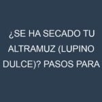 ¿Se ha secado tu Altramuz (lupino dulce)? Pasos para Detectar, Corregir y Prevenir.