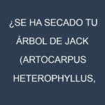 ¿Se ha secado tu Árbol de Jack (Artocarpus heterophyllus, jackfruit)? Pasos para Detectar, Corregir y Prevenir.