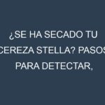 ¿Se ha secado tu Cereza Stella? Pasos para Detectar, Corregir y Prevenir.