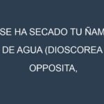 ¿Se ha secado tu Ñame de agua (Dioscorea opposita, Cinnamon Yam, Chinese Yam, Dioscorea polystachya, Dioscorea japonica)? Pasos para Detectar, Corregir y Prevenir.