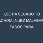 ¿Se ha secado tu Pachira (nuez malabar)? Pasos para Detectar, Corregir y Prevenir.