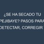 ¿Se ha secado tu Pejibaye? Pasos para Detectar, Corregir y Prevenir.