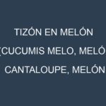 Tizón en Melón (Cucumis melo, Melón cantaloupe, Melón honeydew): Causas, Síntomas y Estrategias de Control en Cultivos