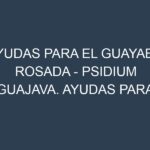 Ayudas para el Guayaba rosada – Psidium guajava. Ayudas para el cultivo. Subvenciones.
