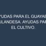 Ayudas para el Guayaba tailandesa. Ayudas para el cultivo. Subvenciones.