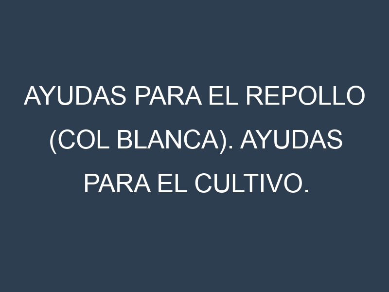 Ayudas para el Repollo (col blanca). Ayudas para el cultivo. Subvenciones.