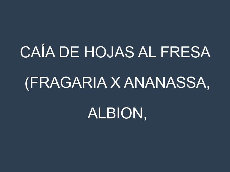 Caía de hojas al Fresa (Fragaria x ananassa, Albion, Camarosa, Chandler)