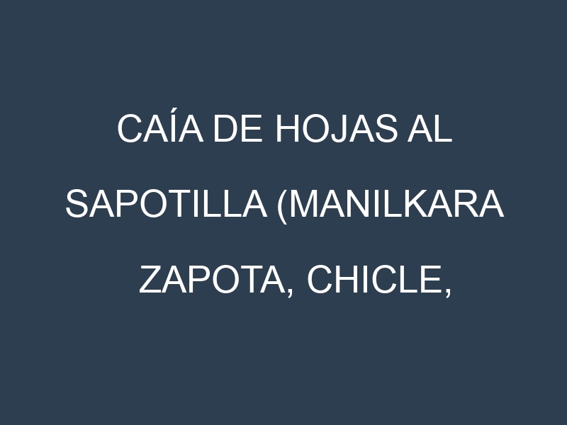 Caía de hojas al Sapotilla (Manilkara zapota, Chicle, Nispero, Chico)
