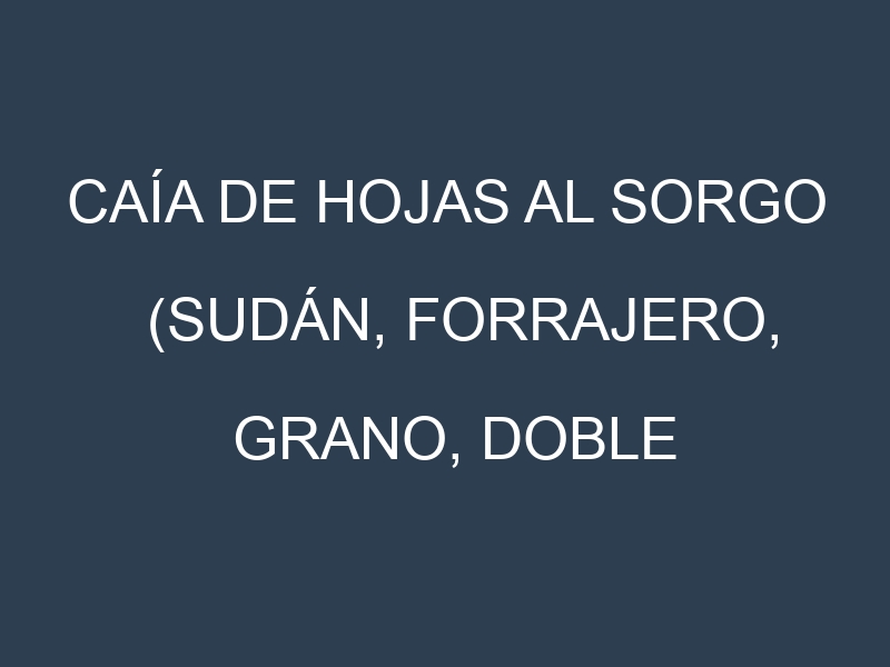 Caía de hojas al Sorgo (Sudán, Forrajero, Grano, Doble propósito)