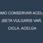 Cómo conservar Acelga (Beta vulgaris var. cicla, Acelga común, Acelga suiza).