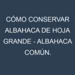 Cómo conservar Albahaca de hoja grande – Albahaca común.