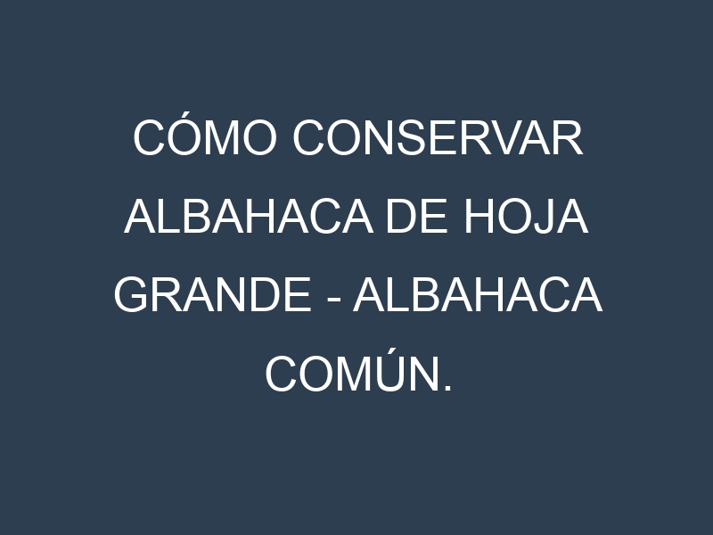 Cómo conservar Albahaca de hoja grande – Albahaca común.