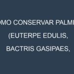 Cómo conservar Palmito (Euterpe edulis, Bactris gasipaes, Sabal mexicana).