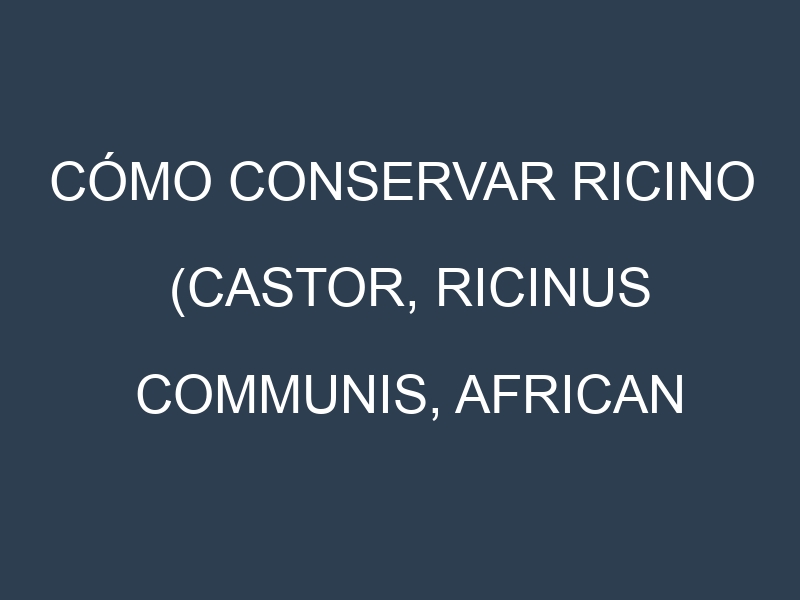 Cómo conservar Ricino (Castor, Ricinus communis, African Wonder, Impala).