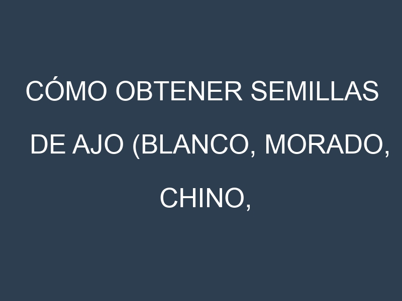 Cómo obtener semillas de Ajo (Blanco, Morado, Chino, Rosado, Elefante). Guía paso a paso. Técnicas sencillas. Conservación.