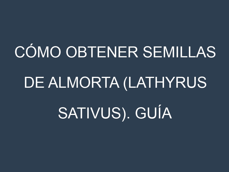 Cómo obtener semillas de Almorta (Lathyrus sativus). Guía paso a paso. Técnicas sencillas. Conservación.