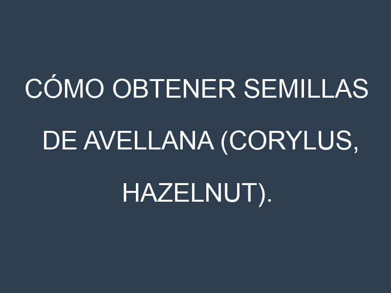 Cómo obtener semillas de Avellana (Corylus, hazelnut). Guía paso a paso. Técnicas sencillas. Conservación.