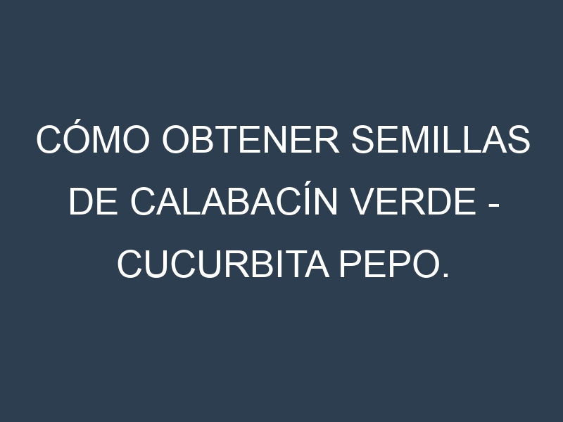 Cómo obtener semillas de Calabacín verde – Cucurbita pepo. Guía paso a paso. Técnicas sencillas. Conservación.