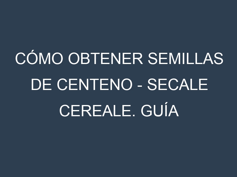 Cómo obtener semillas de Centeno – Secale cereale. Guía paso a paso. Técnicas sencillas. Conservación.