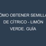 Cómo obtener semillas de Cítrico – Limón verde. Guía paso a paso. Técnicas sencillas. Conservación.