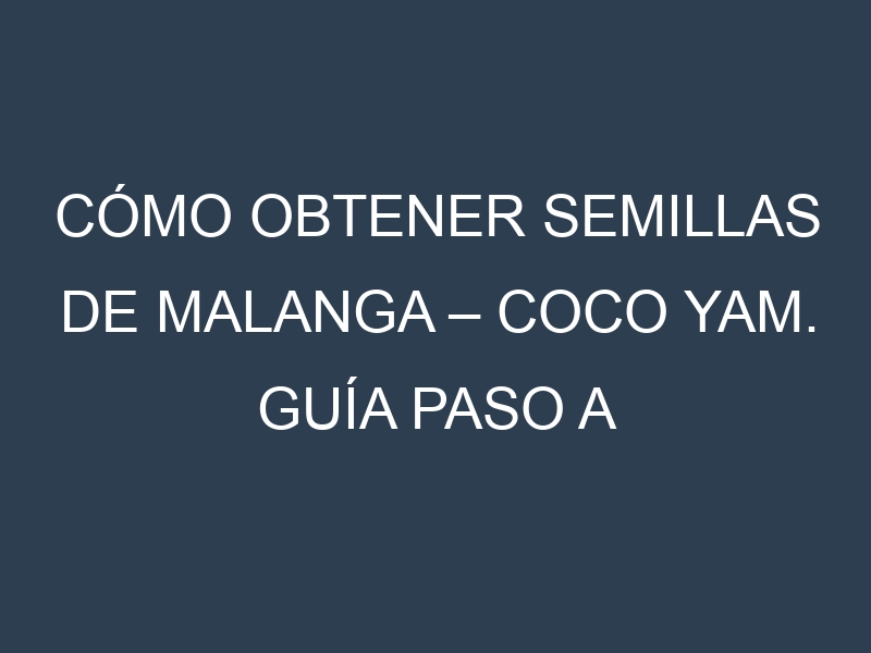 Cómo obtener semillas de Malanga – Coco yam. Guía paso a paso. Técnicas sencillas. Conservación.