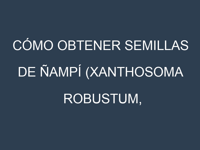 Cómo obtener semillas de Ñampí (Xanthosoma robustum, Ñampí Cuba, Ñampí Verde, Ñampí Blanco, Ñampí Amarillo). Guía paso a paso. Técnicas sencillas. Conservación.