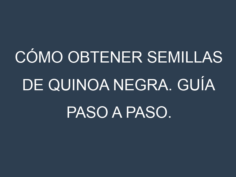 Cómo obtener semillas de Quinoa negra. Guía paso a paso. Técnicas sencillas. Conservación.