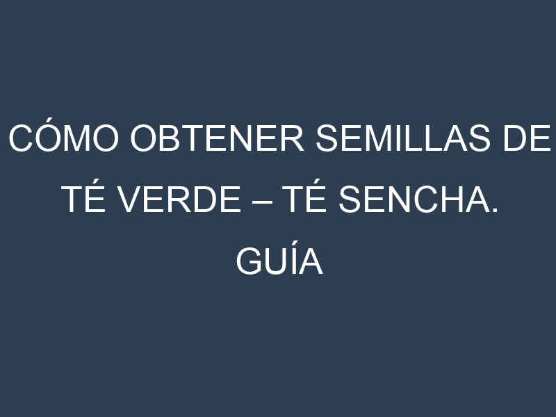Cómo obtener semillas de Té verde – Té sencha. Guía paso a paso. Técnicas sencillas. Conservación.