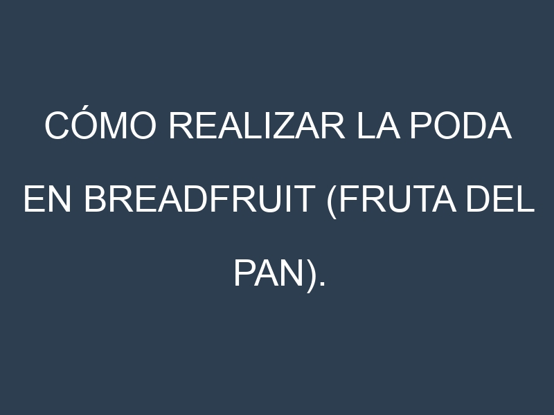Cómo Realizar la Poda en Breadfruit (fruta del pan). Técnicas y Poda de formación.