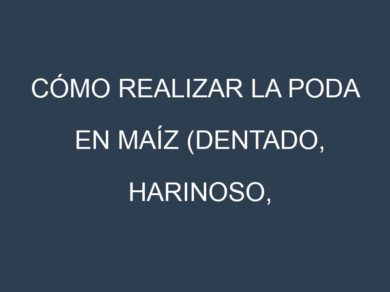 Cómo Realizar la Poda en Maíz (Dentado, Harinoso, Reventón, Duro, Dulce). Técnicas y Poda de formación.