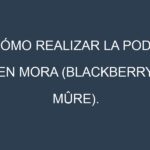 Cómo Realizar la Poda en Mora (Blackberry, mûre). Técnicas y Poda de formación.