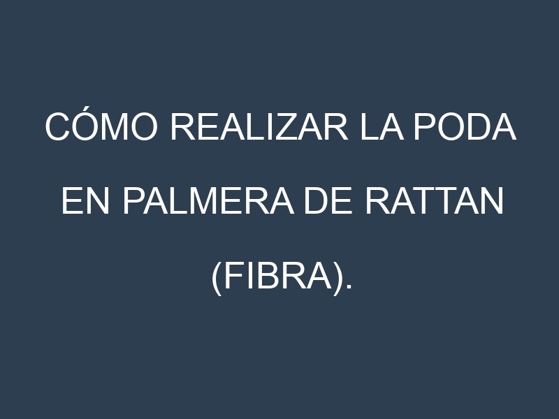 Cómo Realizar la Poda en Palmera de rattan (fibra). Técnicas y Poda de formación.