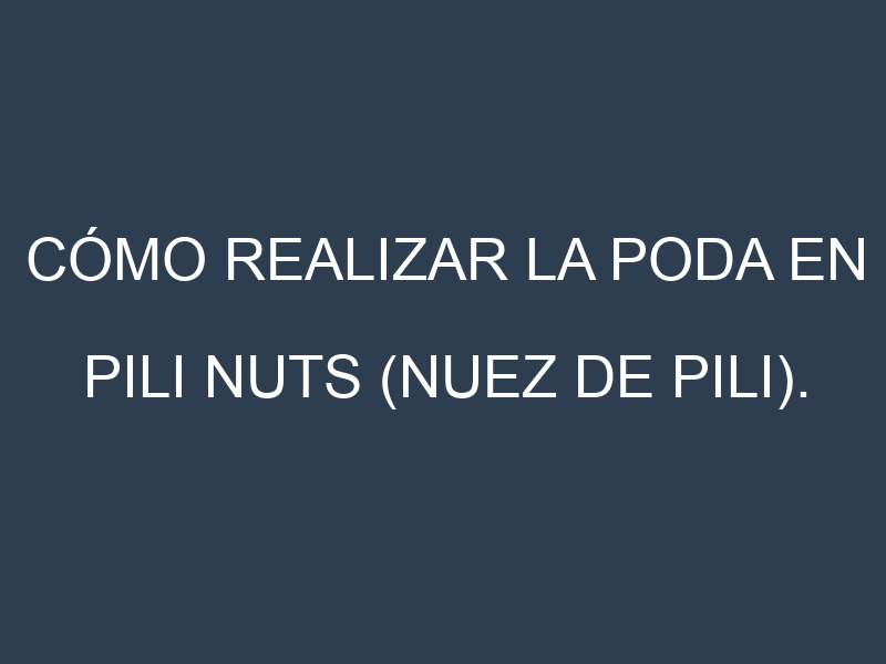 Cómo Realizar la Poda en Pili nuts (nuez de pili). Técnicas y Poda de formación.