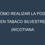 Cómo Realizar la Poda en Tabaco silvestre (Nicotiana rustica, wild tobacco). Técnicas y Poda de formación.