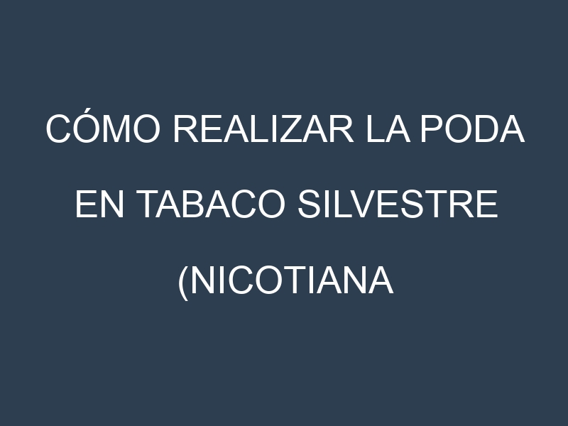Cómo Realizar la Poda en Tabaco silvestre (Nicotiana rustica, wild tobacco). Técnicas y Poda de formación.