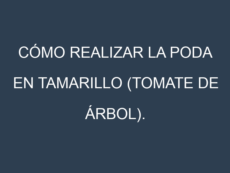 Cómo Realizar la Poda en Tamarillo (tomate de árbol). Técnicas y Poda de formación.