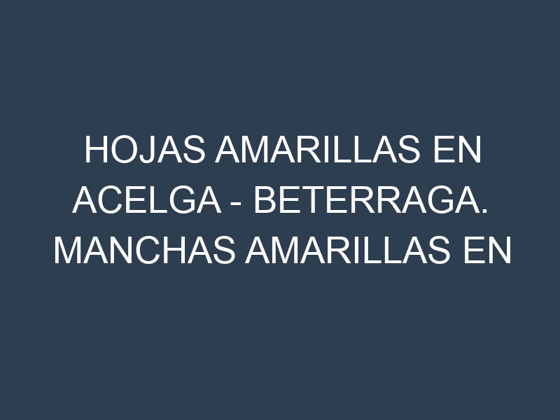 Hojas amarillas en Acelga – Beterraga. Manchas amarillas en Acelga – Beterraga