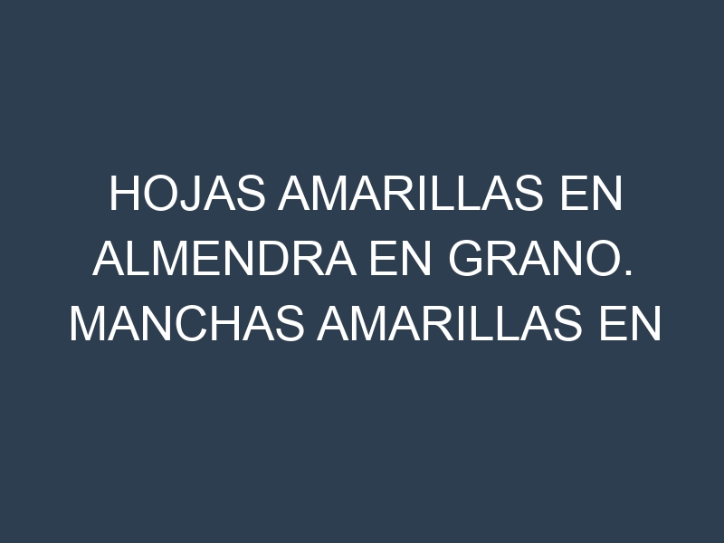 Hojas amarillas en Almendra en grano. Manchas amarillas en Almendra en grano