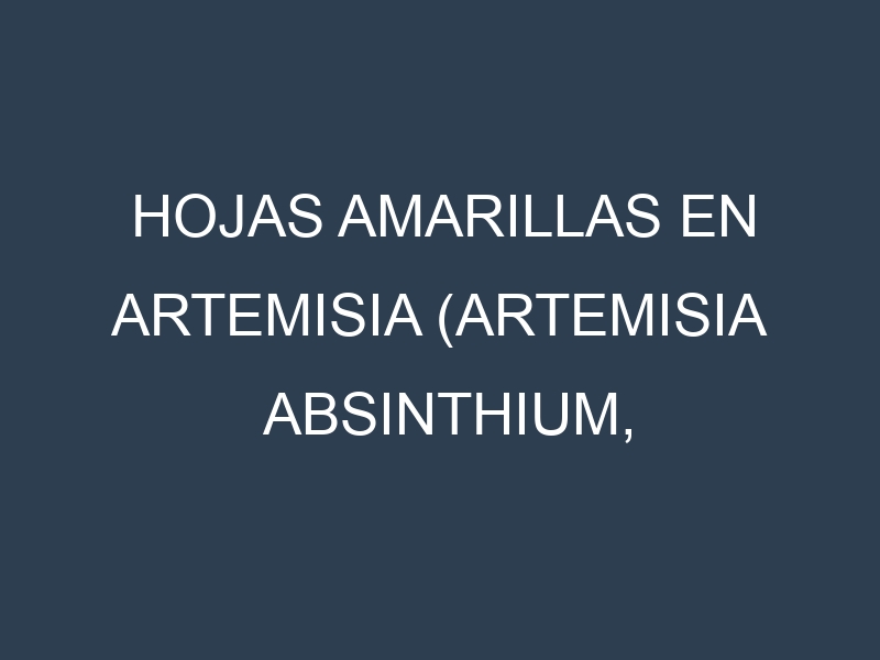Hojas amarillas en Artemisia (Artemisia absinthium, Wormwood). Manchas amarillas en Artemisia (Artemisia absinthium, Wormwood)