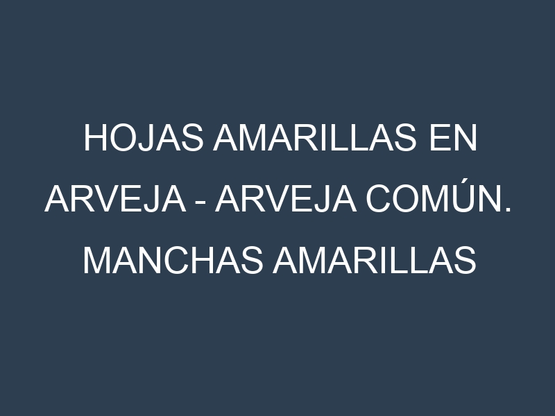 Hojas amarillas en Arveja – Arveja común. Manchas amarillas en Arveja – Arveja común