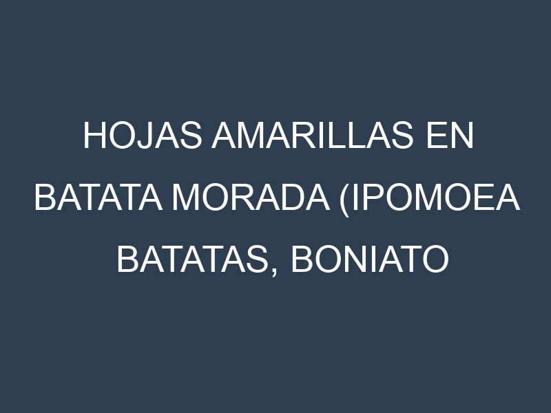 Hojas amarillas en Batata morada (Ipomoea batatas, Boniato morado, Camote morado). Manchas amarillas en Batata morada (Ipomoea batatas, Boniato morado, Camote morado)