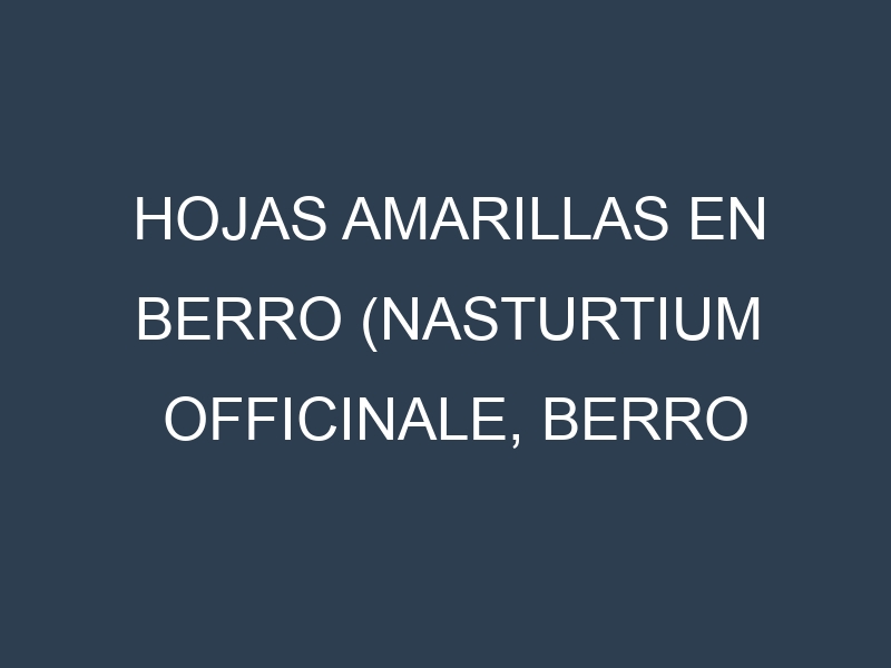 Hojas amarillas en Berro (Nasturtium officinale, Berro común, Berro de agua). Manchas amarillas en Berro (Nasturtium officinale, Berro común, Berro de agua)