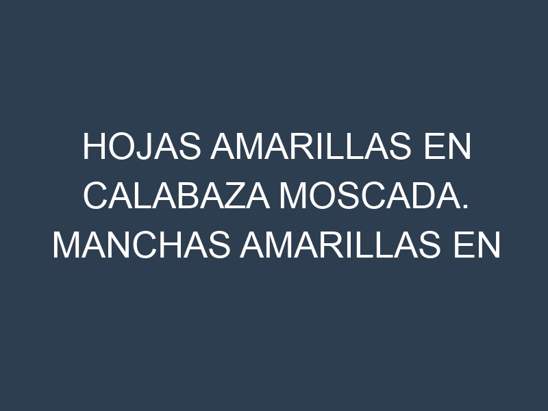 Hojas amarillas en Calabaza moscada. Manchas amarillas en Calabaza moscada