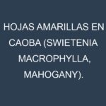 Hojas amarillas en Caoba (Swietenia macrophylla, Mahogany). Manchas amarillas en Caoba (Swietenia macrophylla, Mahogany)